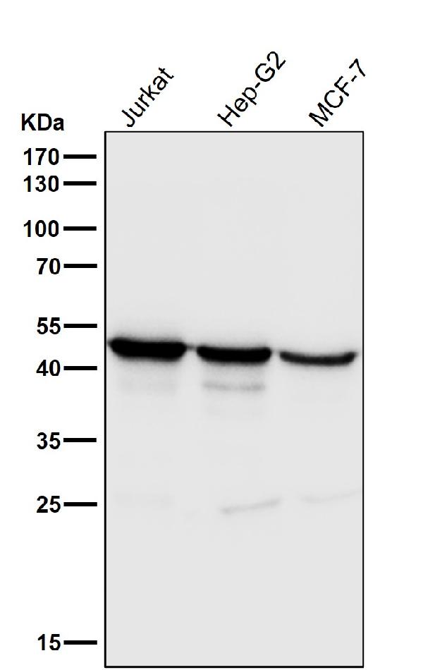 1 - Anti-FDFT1 Monoclonal Antibody ABO14774