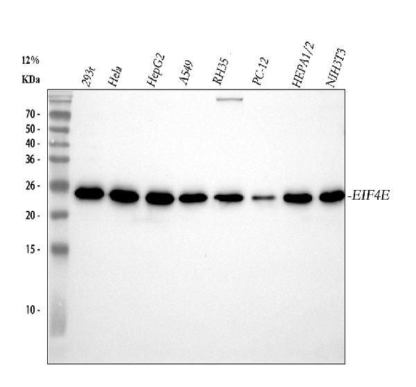 1 - Anti-EIF4E Monoclonal Antibody ABO14775