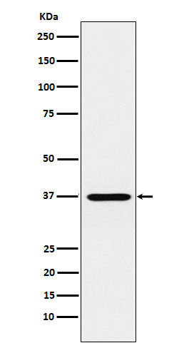 1 - Anti-CRX Monoclonal Antibody ABO14776