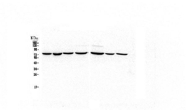 1 - Anti-HSPA2 Antibody Picoband™ (monoclonal, 4A4) ABO14778