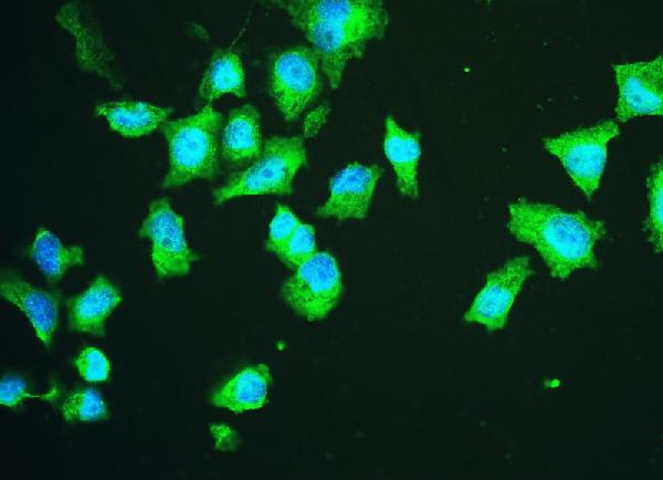 3 - Anti-HSPA2 Antibody Picoband™ (monoclonal, 4A4) ABO14778