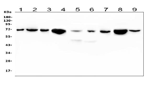 1 - Anti-HSPA2 Antibody Picoband™ (monoclonal, 4A4) ABO14778