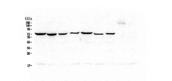 1 - Anti-Hsp70 HSPA1A Antibody Picoband™ (monoclonal, 3H5) ABO14779