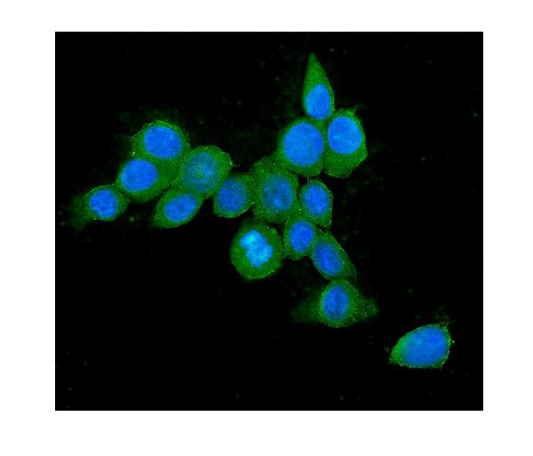 3 - Anti-Hsp70 HSPA1A Antibody Picoband™ (monoclonal, 3H5) ABO14779