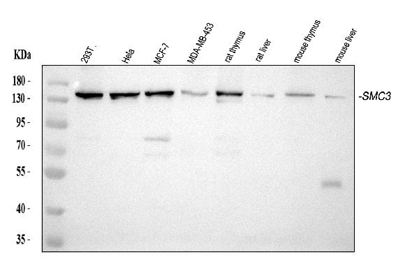 1 - Anti-SMC3 Antibody Picoband™ (monoclonal, 4C12) ABO14780