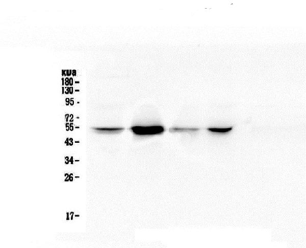 1 - Anti-RbAp48 RBBP4 Antibody Picoband™ (monoclonal, 9F3) ABO14782