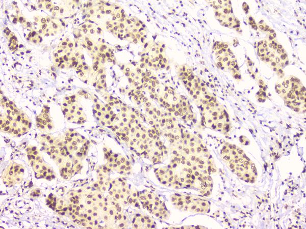 2 - Anti-RbAp48 RBBP4 Antibody Picoband™ (monoclonal, 9F3) ABO14782