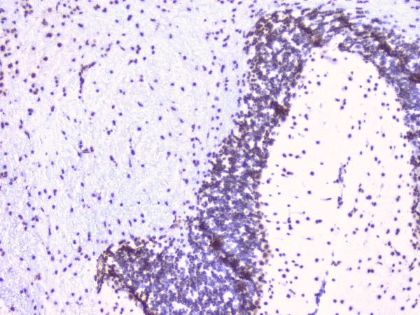 2 - Anti-RbAp48 RBBP4 Antibody Picoband™ (monoclonal, 9F3) ABO14782