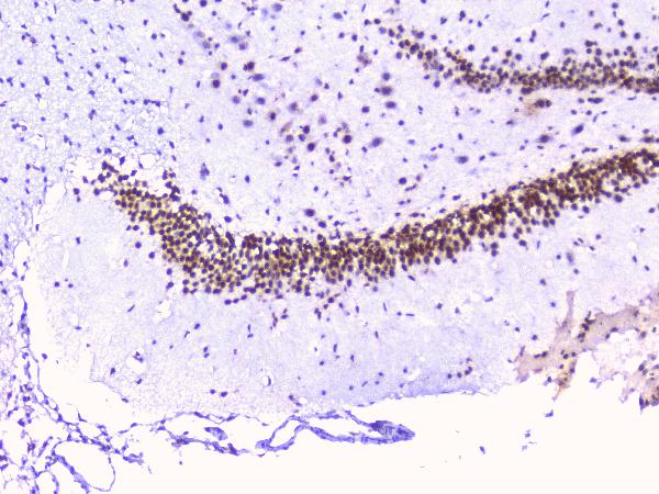 2 - Anti-RbAp48 RBBP4 Antibody Picoband™ (monoclonal, 9F3) ABO14782