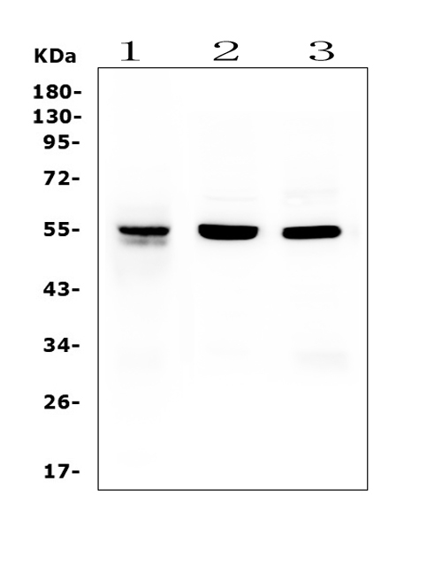 1 - Anti-RbAp48 RBBP4 Antibody Picoband™ (monoclonal, 9F3) ABO14782