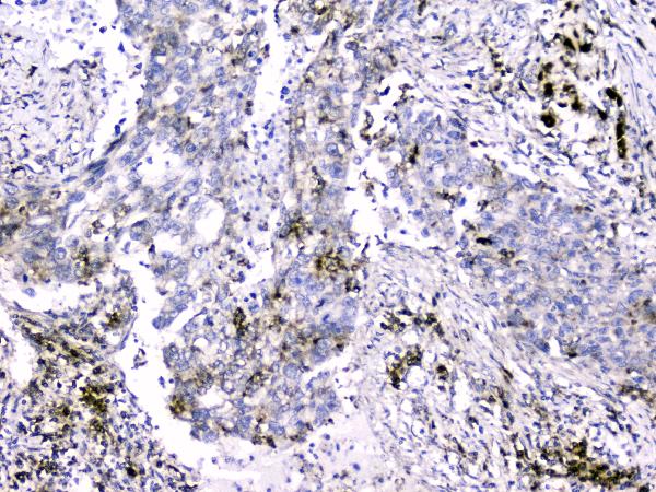 2 - Anti-Cytochrome C CYCS Antibody Picoband™ (monoclonal, 15F10) ABO14783