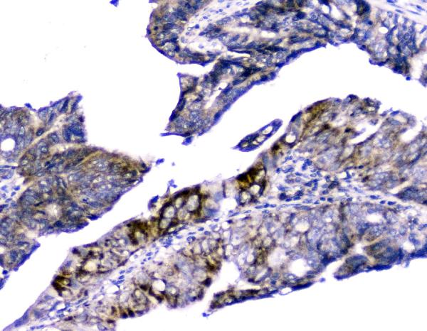 2 - Anti-Cytochrome C CYCS Antibody Picoband™ (monoclonal, 15F10) ABO14783