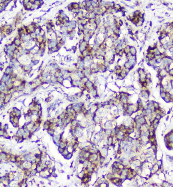 2 - Anti-Cytochrome C CYCS Antibody Picoband™ (monoclonal, 15F10) ABO14783