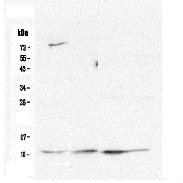 1 - Anti-Cytochrome C CYCS Antibody Picoband™ (monoclonal, 15F10) ABO14783