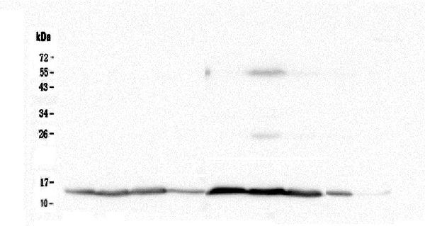 1 - Anti-Cytochrome C CYCS Antibody Picoband™ (monoclonal, 15F10) ABO14783