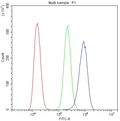 1 - Anti-Cytochrome C CYCS Antibody Picoband™ (monoclonal, 15F10) ABO14783