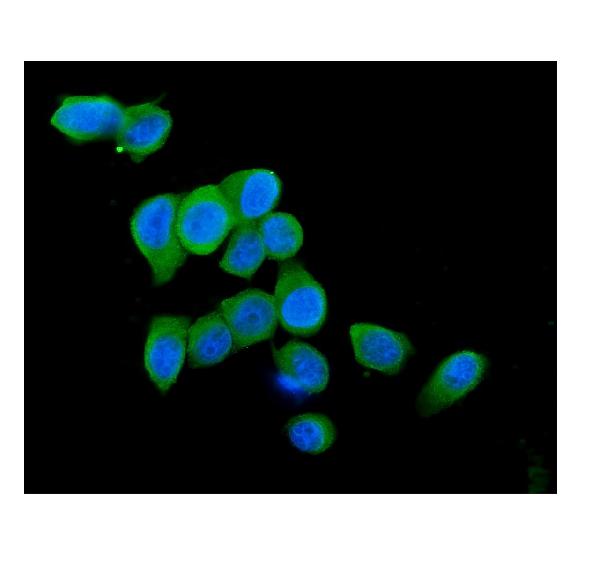 3 - Anti-Cytochrome C CYCS Antibody Picoband™ (monoclonal, 15F10) ABO14783