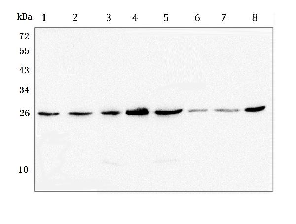 1 - Anti-GSTM1 Antibody Picoband™ (monoclonal, 11F2) ABO14784