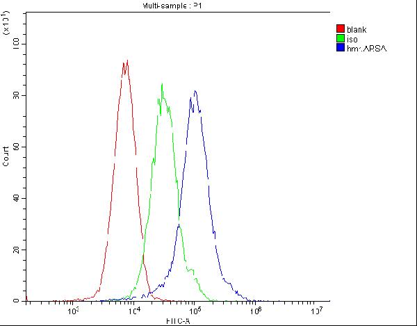 1 - Anti-ARSA Antibody Picoband™ (monoclonal, 4C10) ABO14785
