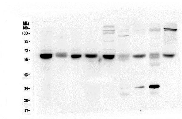 1 - Anti-ARSA Antibody Picoband™ (monoclonal, 4C10) ABO14785