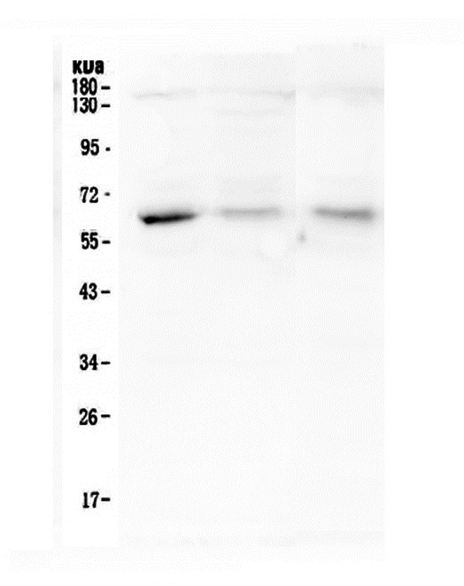 1 - Anti-ARSA Antibody Picoband™ (monoclonal, 4C10) ABO14785