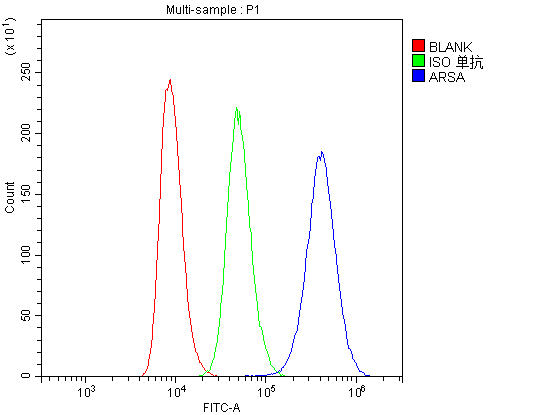 1 - Anti-ARSA Antibody Picoband™ (monoclonal, 4C10) ABO14785