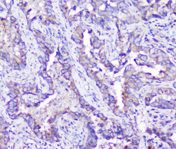 2 - Anti-ARSA Antibody Picoband™ (monoclonal, 4C10) ABO14785