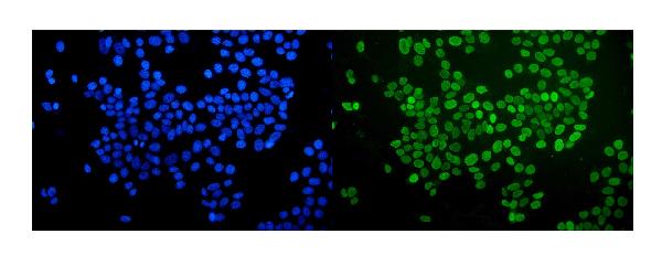 3 - Anti-nmt55 p54nrb NONO Antibody Picoband™ (monoclonal, 11E2) ABO14799