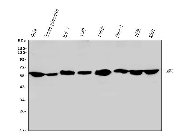 1 - Anti-nmt55 p54nrb NONO Antibody Picoband™ (monoclonal, 11E2) ABO14799