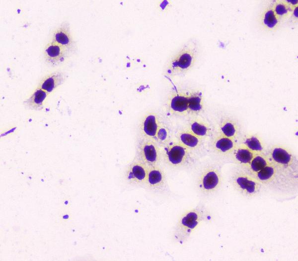 2 - Anti-nmt55 p54nrb NONO Antibody Picoband™ (monoclonal, 11E2) ABO14799