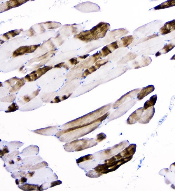 2 - Anti-ACTN3 Antibody Picoband™ (monoclonal, 9B5) ABO14800