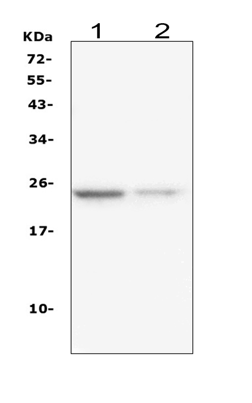 1 - Anti-IL22 Antibody Picoband™ (monoclonal, 7F2) ABO14801