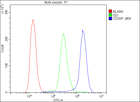 1 - Anti-CD2AP Antibody Picoband™ (monoclonal, 5F8) ABO14802