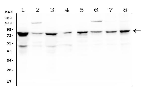 1 - Anti-CD2AP Antibody Picoband™ (monoclonal, 5F8) ABO14802