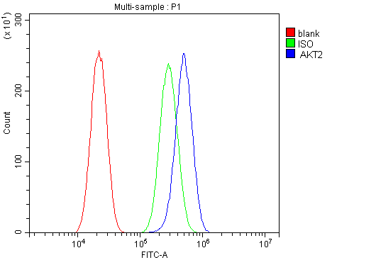 1 - Anti-AKT2 Antibody Picoband™ (monoclonal, 10C6) ABO14804