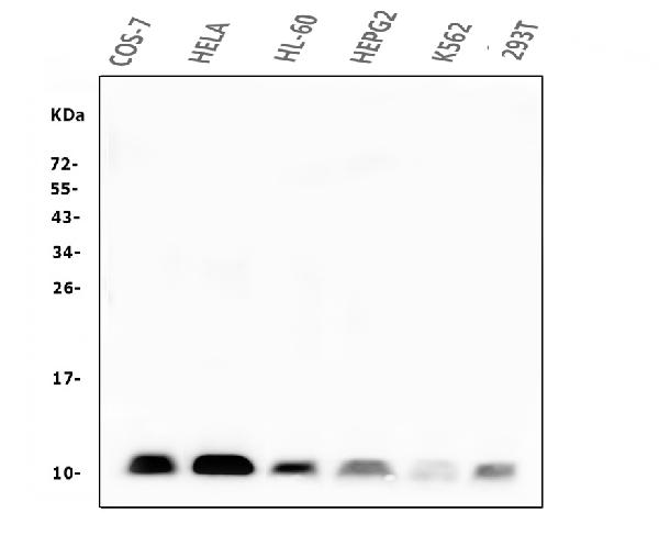 1 - Anti-Beta 2 Microglobulin B2M Antibody Picoband™ (monoclonal, 2H10) ABO14818