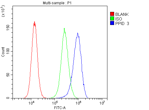 1 - Anti-PPID Antibody Picoband™ (monoclonal, 5A6) ABO14819