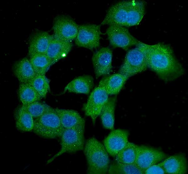3 - Anti-PPID Antibody Picoband™ (monoclonal, 5A6) ABO14819