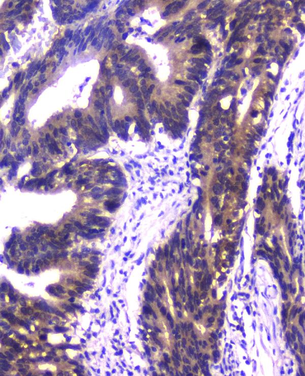 2 - Anti-PPID Antibody Picoband™ (monoclonal, 5A6) ABO14819