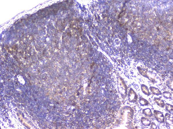 2 - Anti-PPID Antibody Picoband™ (monoclonal, 5A6) ABO14819