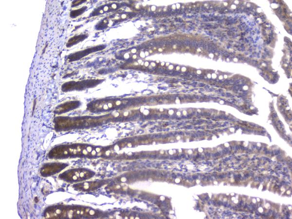 2 - Anti-PPID Antibody Picoband™ (monoclonal, 5A6) ABO14819
