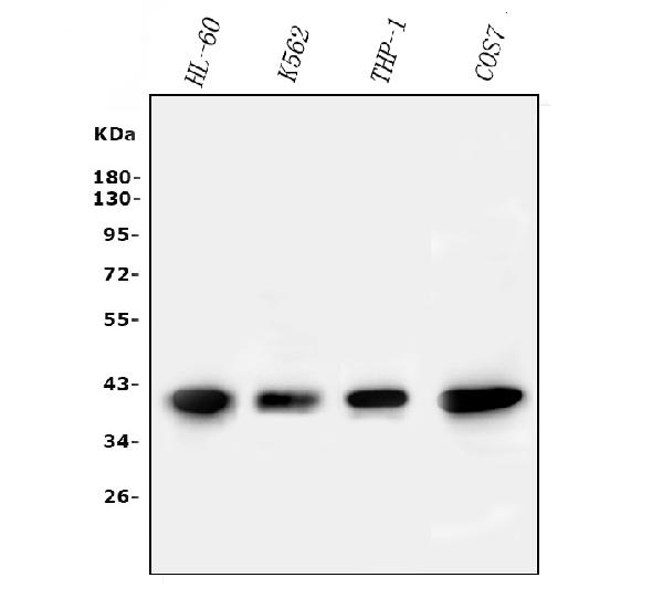 1 - Anti-PPID Antibody Picoband™ (monoclonal, 5A6) ABO14819