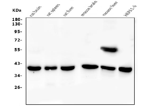 1 - Anti-PPID Antibody Picoband™ (monoclonal, 5A6) ABO14819