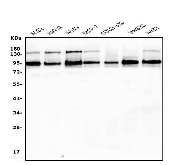 1 - Anti-EWSR1 Antibody Picoband™ (monoclonal, 4B4) ABO14820