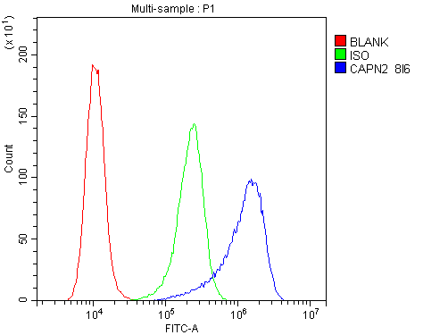 1 - Anti-Calpain 2 CAPN2 Antibody Picoband™ (monoclonal, 8I6) ABO14821