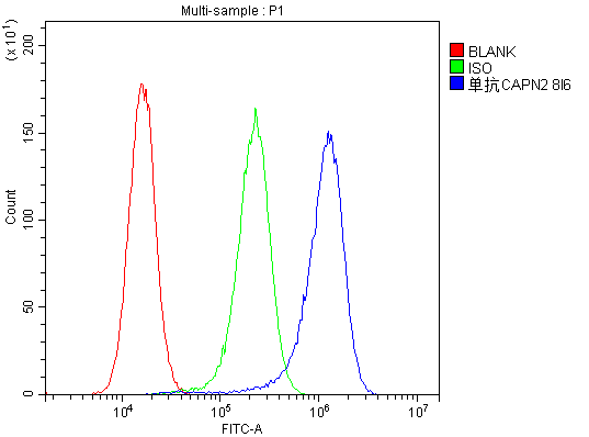 1 - Anti-Calpain 2 CAPN2 Antibody Picoband™ (monoclonal, 8I6) ABO14821