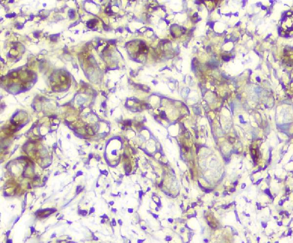 2 - Anti-Calpain 2 CAPN2 Antibody Picoband™ (monoclonal, 8I6) ABO14821