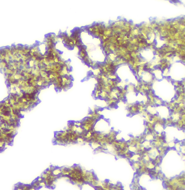 2 - Anti-Calpain 2 CAPN2 Antibody Picoband™ (monoclonal, 8I6) ABO14821