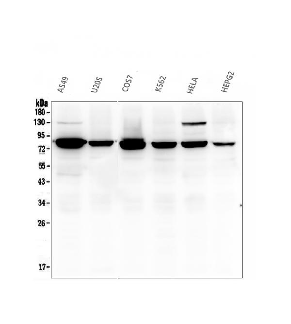 1 - Anti-Calpain 2 CAPN2 Antibody Picoband™ (monoclonal, 8I6) ABO14821
