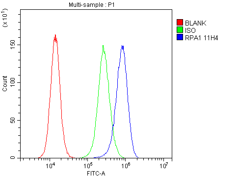 1 - Anti-RPA70 RPA1 Antibody Picoband™ (monoclonal, 11H4) ABO14822